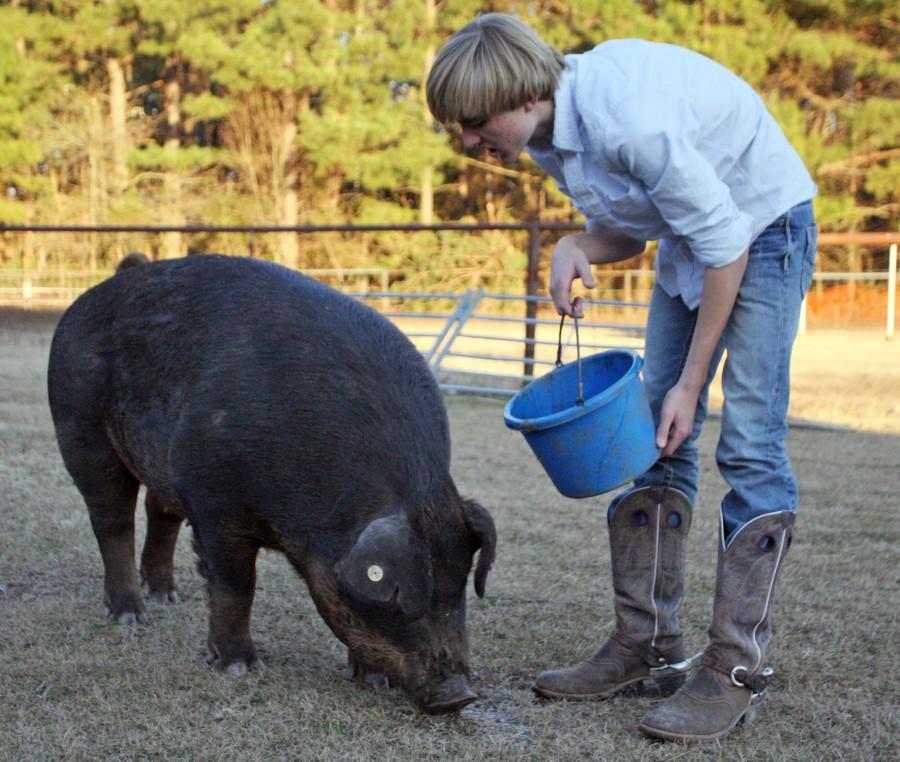 Sophomore Ross Harrington feeds his pig, Retchibusha | lauren sanders photo
