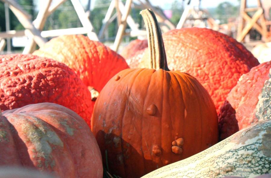 Pumpkins can be purchased at Marys Pumpkin Patch on Highway 5. | photo emma barnes