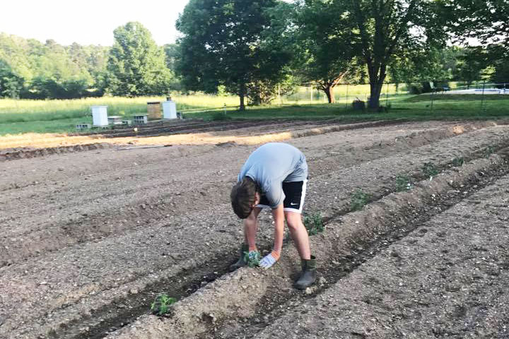 Colbes Crops: Sophomore Grows Crops for Charity