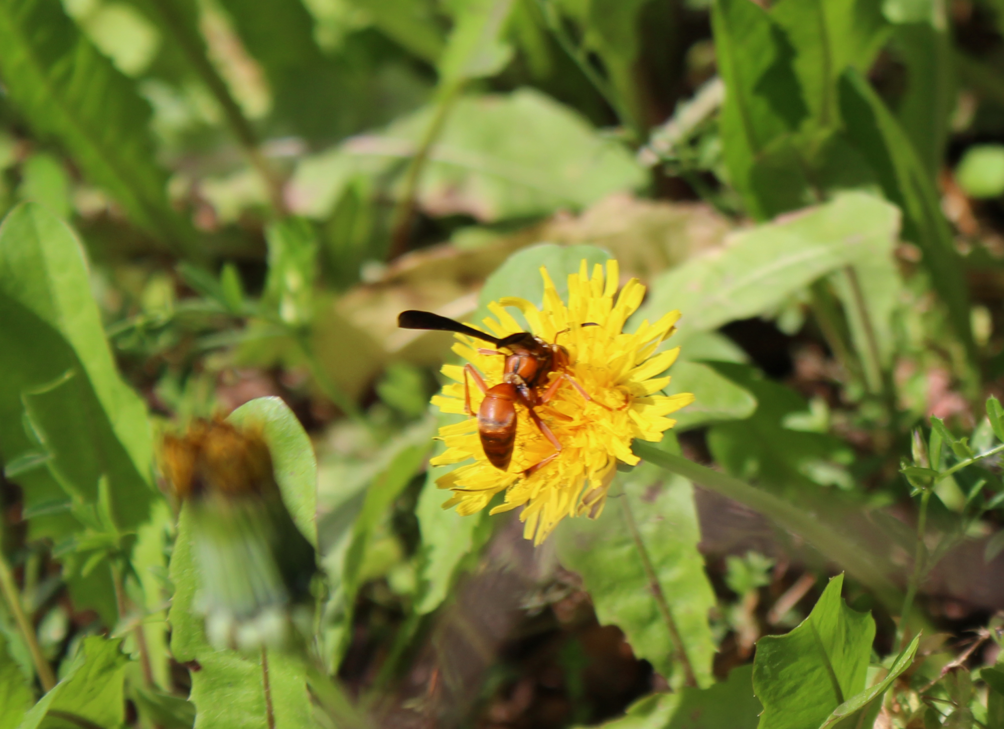 A red paper wasp rests on the crown of a dandelion while drinking nectar.