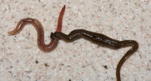 Bipalium Kewense (hammerhead) catching an earthworm.